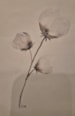 bloem